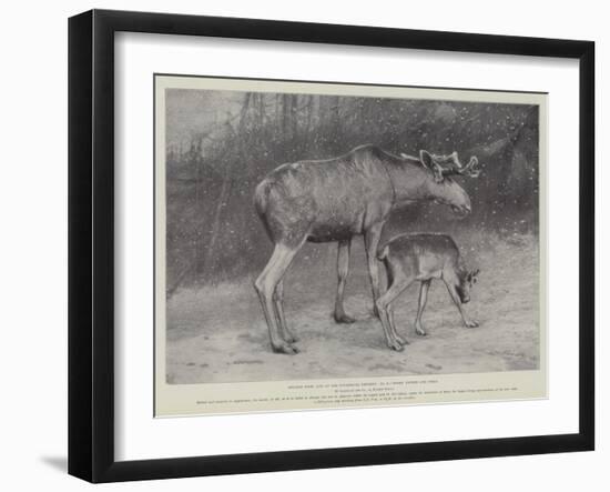 Studies from Life at the Zoological Gardens, Moose, Father and Child-null-Framed Giclee Print