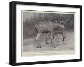 Studies from Life at the Zoological Gardens, Moose, Father and Child-null-Framed Giclee Print