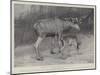 Studies from Life at the Zoological Gardens, Moose, Father and Child-null-Mounted Giclee Print