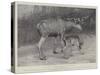 Studies from Life at the Zoological Gardens, Moose, Father and Child-null-Stretched Canvas