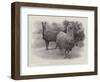 Studies from Life at the Zoological Gardens, Peruvian Llamas-null-Framed Giclee Print