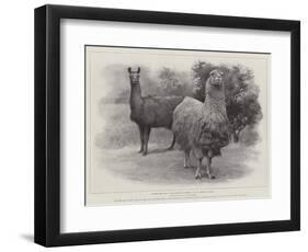 Studies from Life at the Zoological Gardens, Peruvian Llamas-null-Framed Giclee Print