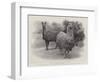 Studies from Life at the Zoological Gardens, Peruvian Llamas-null-Framed Giclee Print