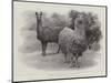 Studies from Life at the Zoological Gardens, Peruvian Llamas-null-Mounted Giclee Print