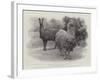 Studies from Life at the Zoological Gardens, Peruvian Llamas-null-Framed Giclee Print