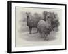 Studies from Life at the Zoological Gardens, Peruvian Llamas-null-Framed Giclee Print