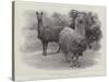 Studies from Life at the Zoological Gardens, Peruvian Llamas-null-Stretched Canvas