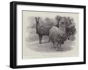 Studies from Life at the Zoological Gardens, Peruvian Llamas-null-Framed Giclee Print