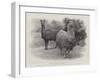 Studies from Life at the Zoological Gardens, Peruvian Llamas-null-Framed Giclee Print