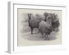 Studies from Life at the Zoological Gardens, Peruvian Llamas-null-Framed Giclee Print