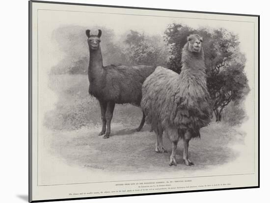 Studies from Life at the Zoological Gardens, Peruvian Llamas-null-Mounted Giclee Print