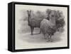 Studies from Life at the Zoological Gardens, Peruvian Llamas-null-Framed Stretched Canvas