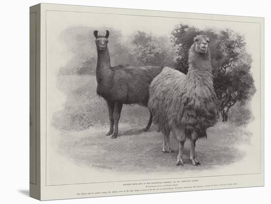 Studies from Life at the Zoological Gardens, Peruvian Llamas-null-Stretched Canvas