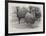 Studies from Life at the Zoological Gardens, Peruvian Llamas-null-Framed Giclee Print