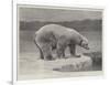 Studies from Life at the Zoological Gardens, Polar Bear on the Ice-null-Framed Giclee Print