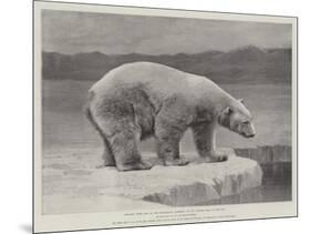 Studies from Life at the Zoological Gardens, Polar Bear on the Ice-null-Mounted Giclee Print