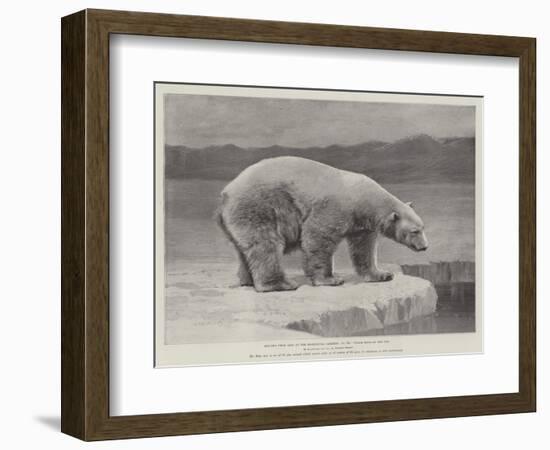 Studies from Life at the Zoological Gardens, Polar Bear on the Ice-null-Framed Giclee Print