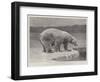 Studies from Life at the Zoological Gardens, Polar Bear on the Ice-null-Framed Giclee Print