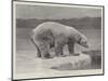 Studies from Life at the Zoological Gardens, Polar Bear on the Ice-null-Mounted Giclee Print