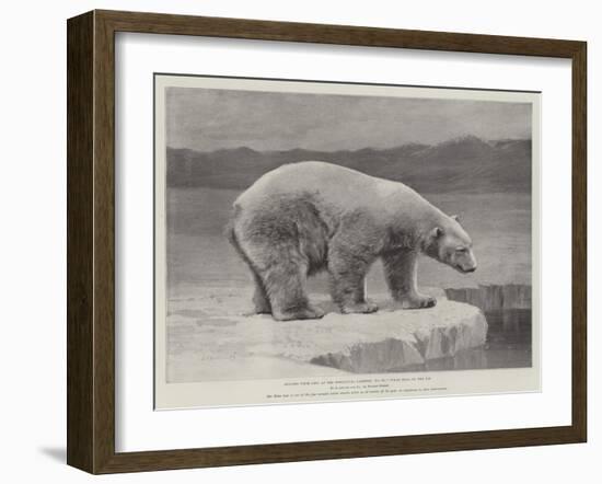 Studies from Life at the Zoological Gardens, Polar Bear on the Ice-null-Framed Giclee Print