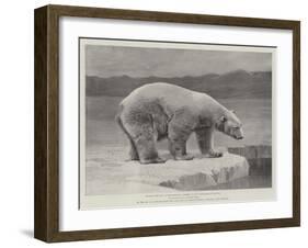 Studies from Life at the Zoological Gardens, Polar Bear on the Ice-null-Framed Giclee Print