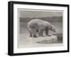 Studies from Life at the Zoological Gardens, Polar Bear on the Ice-null-Framed Giclee Print