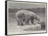 Studies from Life at the Zoological Gardens, Polar Bear on the Ice-null-Framed Stretched Canvas