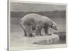 Studies from Life at the Zoological Gardens, Polar Bear on the Ice-null-Stretched Canvas