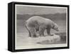 Studies from Life at the Zoological Gardens, Polar Bear on the Ice-null-Framed Stretched Canvas