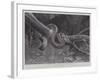 Studies from Life at the Zoological Gardens, South American Corais Snake-null-Framed Giclee Print