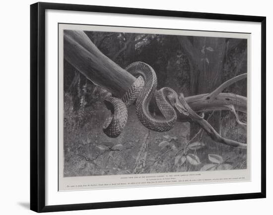 Studies from Life at the Zoological Gardens, South American Corais Snake-null-Framed Giclee Print