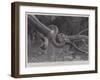 Studies from Life at the Zoological Gardens, South American Corais Snake-null-Framed Giclee Print