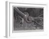 Studies from Life at the Zoological Gardens, South American Corais Snake-null-Framed Giclee Print