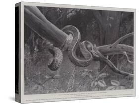 Studies from Life at the Zoological Gardens, South American Corais Snake-null-Stretched Canvas