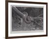 Studies from Life at the Zoological Gardens, South American Corais Snake-null-Framed Giclee Print