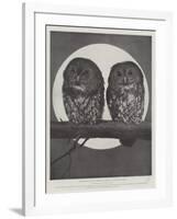 Studies from Life at the Zoological Gardens, Tawny Owls-null-Framed Giclee Print