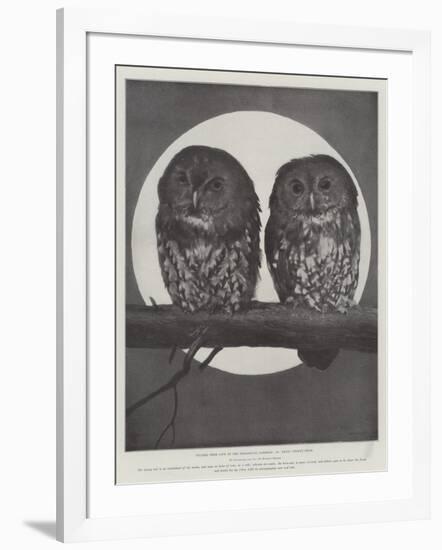 Studies from Life at the Zoological Gardens, Tawny Owls-null-Framed Giclee Print