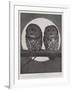 Studies from Life at the Zoological Gardens, Tawny Owls-null-Framed Giclee Print