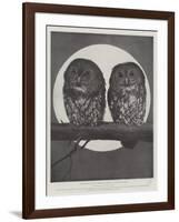 Studies from Life at the Zoological Gardens, Tawny Owls-null-Framed Giclee Print