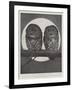 Studies from Life at the Zoological Gardens, Tawny Owls-null-Framed Giclee Print