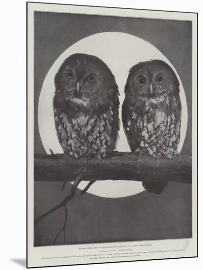 Studies from Life at the Zoological Gardens, Tawny Owls-null-Mounted Giclee Print