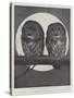 Studies from Life at the Zoological Gardens, Tawny Owls-null-Stretched Canvas