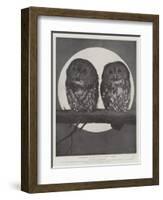 Studies from Life at the Zoological Gardens, Tawny Owls-null-Framed Giclee Print