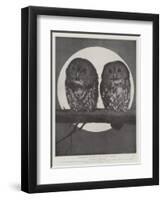 Studies from Life at the Zoological Gardens, Tawny Owls-null-Framed Giclee Print