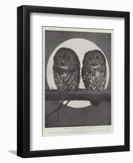 Studies from Life at the Zoological Gardens, Tawny Owls-null-Framed Giclee Print