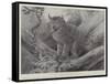 Studies from Life at the Zoological Gardens, the Canadian Lynx-null-Framed Stretched Canvas