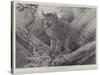 Studies from Life at the Zoological Gardens, the Canadian Lynx-null-Stretched Canvas