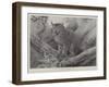 Studies from Life at the Zoological Gardens, the Canadian Lynx-null-Framed Giclee Print