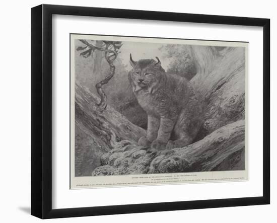 Studies from Life at the Zoological Gardens, the Canadian Lynx-null-Framed Giclee Print