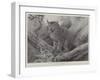 Studies from Life at the Zoological Gardens, the Canadian Lynx-null-Framed Giclee Print